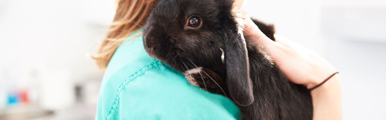 Vaccinating your rabbit