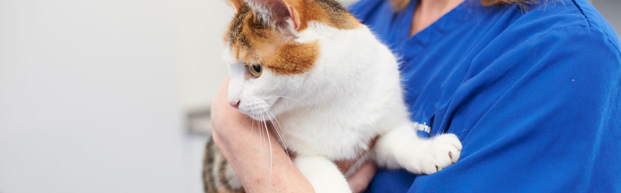 Microchipping your cat