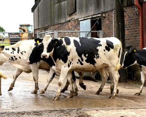 Dairy cows in a farmyard