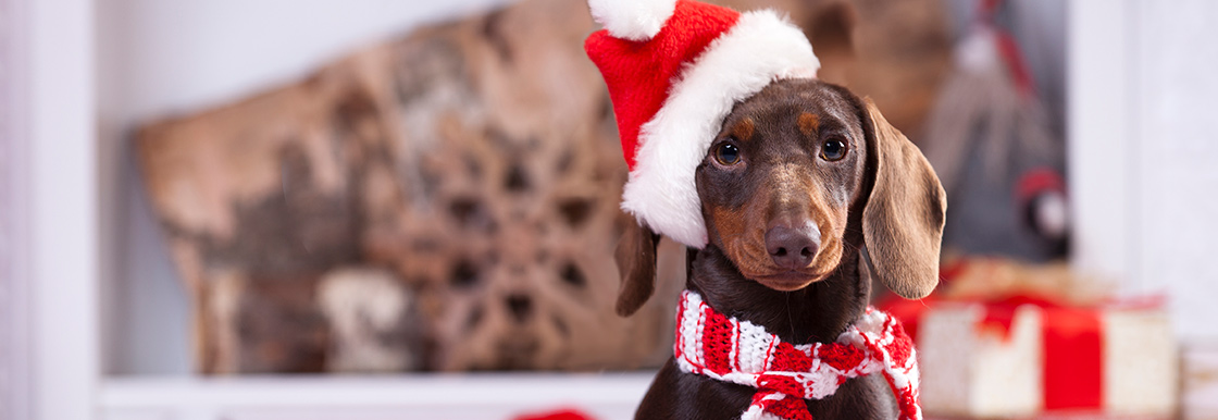 Top tips for keeping your pets safe over Christmas
