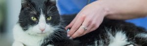 Cat with vet using stethoscope