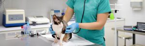 Nurse-checking-cat
